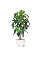 Albero artificiale Philodendron deluxe 170 cm