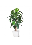 Albero artificiale Philodendron deluxe 170 cm