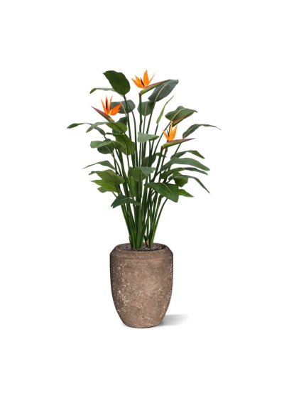 Strelitzia Deluxe 145 cm