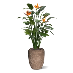 Strelitzia Deluxe 145 cm