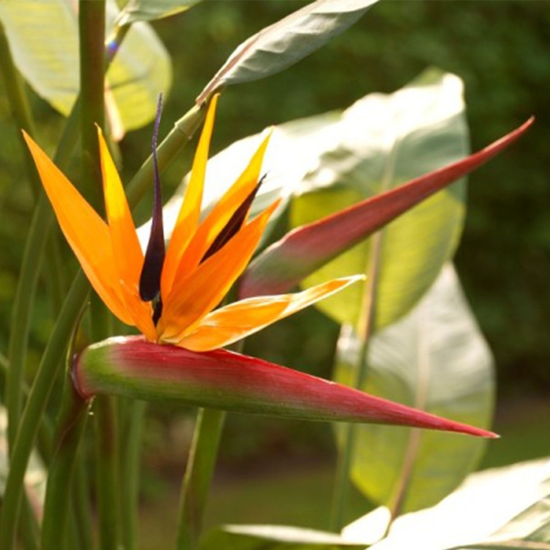 Strelitzia Deluxe 145 cm