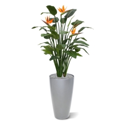 Strelitzia Deluxe 145 cm