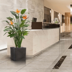 Strelitzia Deluxe 145 cm