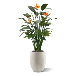 Strelitzia Deluxe 145 cm