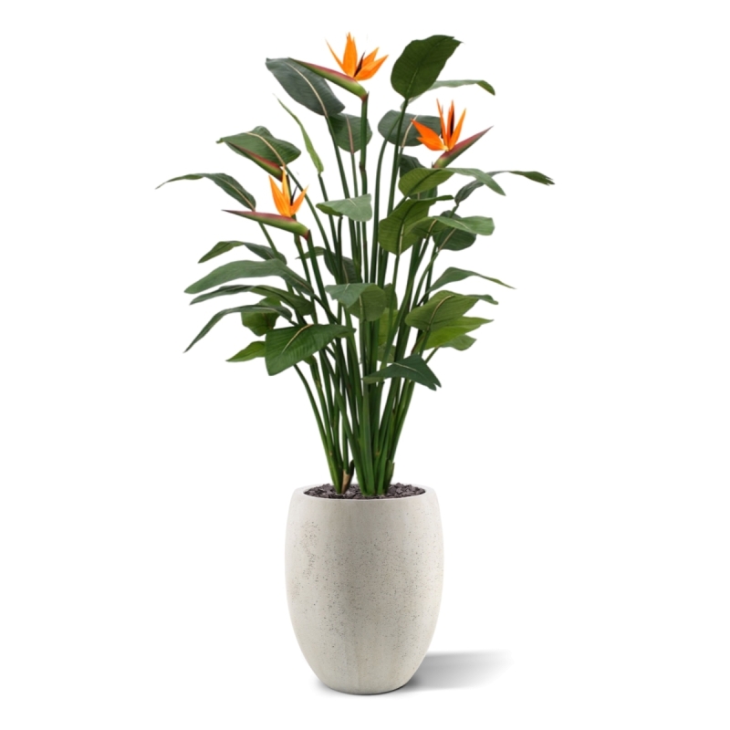 Strelitzia Deluxe 145 cm