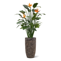 Strelitzia Deluxe 145 cm