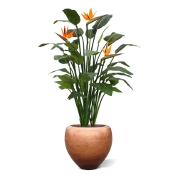 Strelitzia Deluxe 145 cm