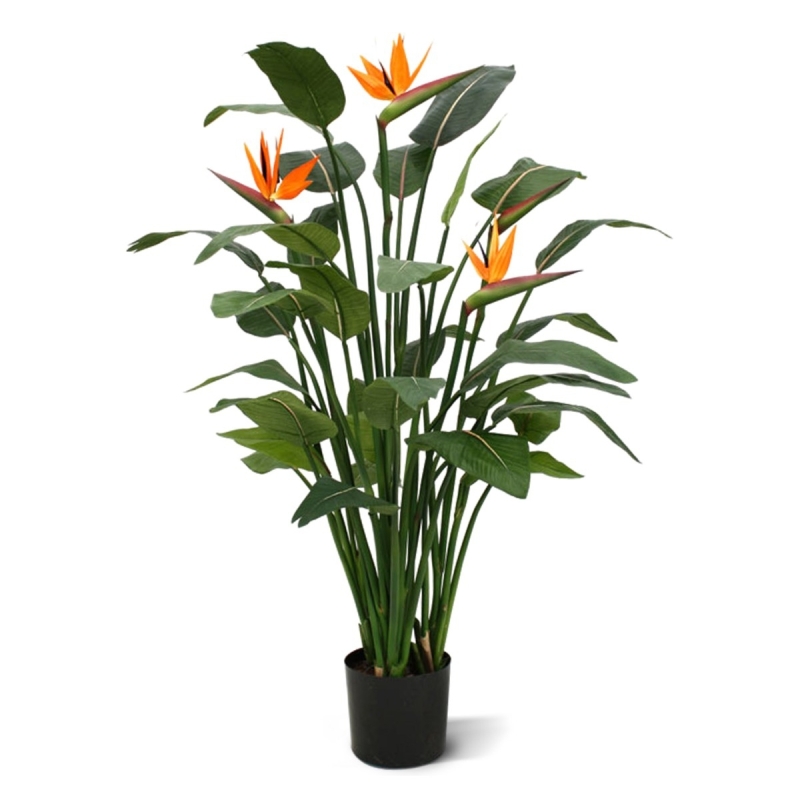 Strelitzia Deluxe 145 cm