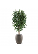 Ficus Exotica deluxe kunstplant 150cm - groen
