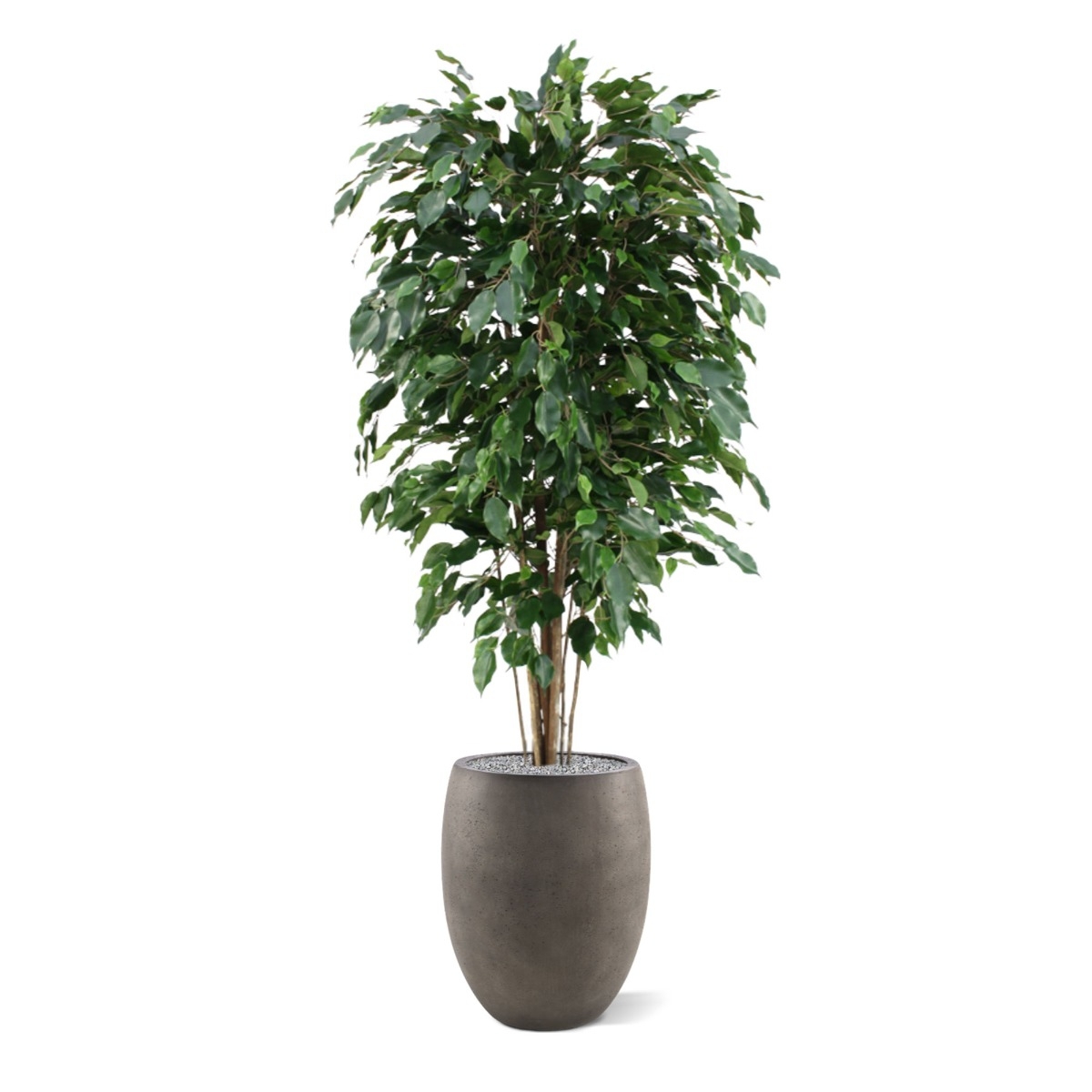 Ficus Exotica deluxe kunstplant 150cm - groen