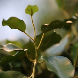 Ficus Exotica deluxe kunstplant 150cm - groen