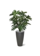 Philo Selloum XL pianta artificiale 125 cm