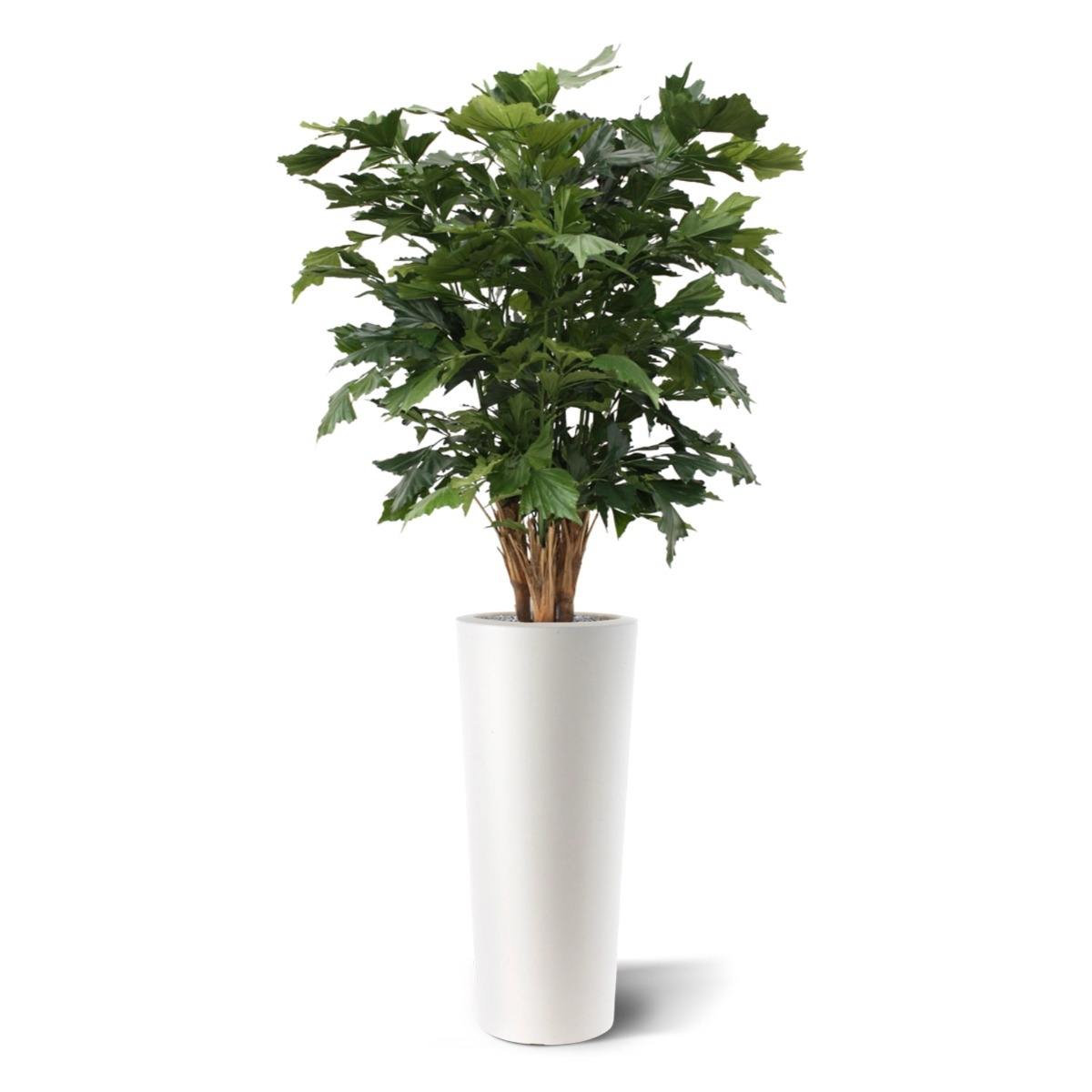 Palma artificiale Fishtail XL deluxe 130 cm