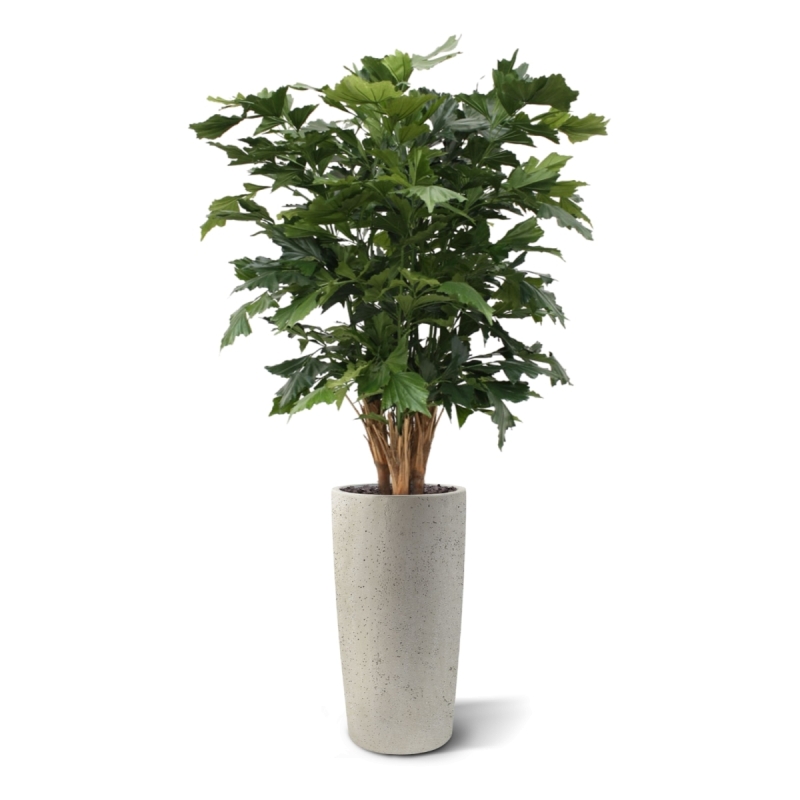 Palma artificiale Fishtail XL deluxe 130 cm