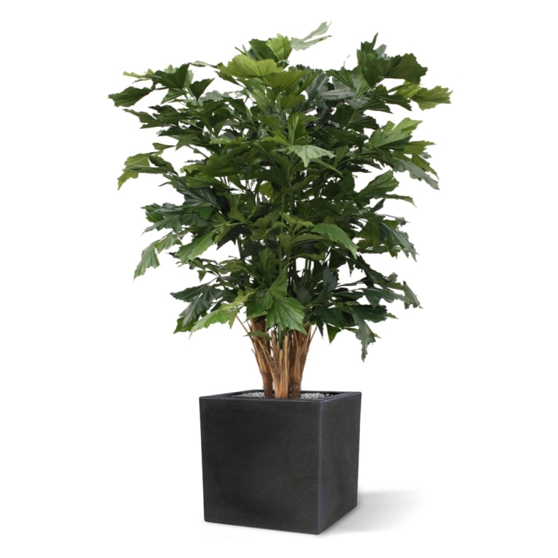 Palma artificiale Fishtail XL deluxe 130 cm