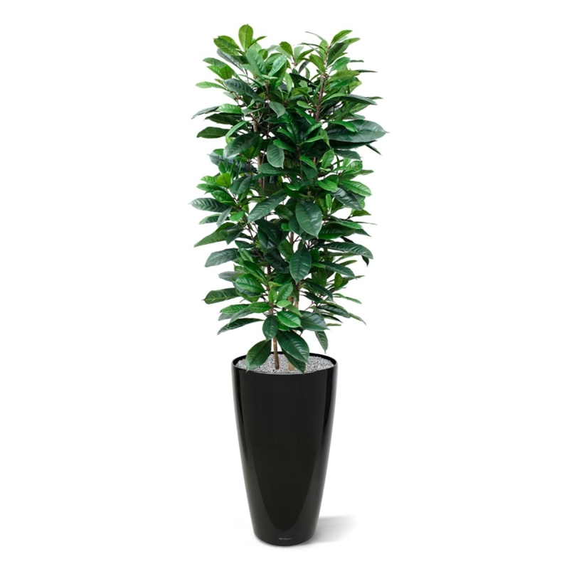 Ficus Cyathistipula deluxe pianta artificiale 160 cm