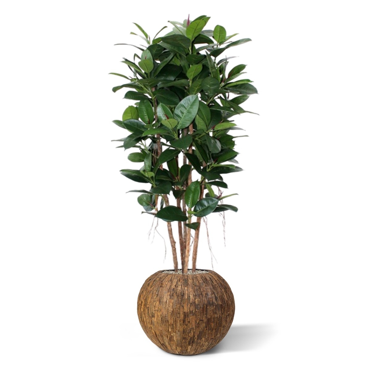 Filodendro artificiale a colonna 155 cm