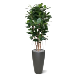 Filodendro artificiale a colonna 155 cm