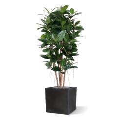 Filodendro artificiale a colonna 155 cm