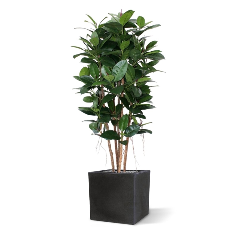 Filodendro artificiale a colonna 155 cm