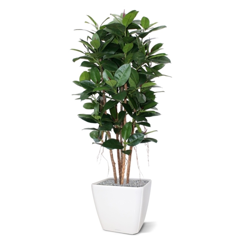 Filodendro artificiale a colonna 155 cm
