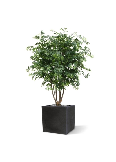 Acer Maple deluxe 165 cm verde