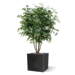 Acer Maple deluxe 165 cm verde
