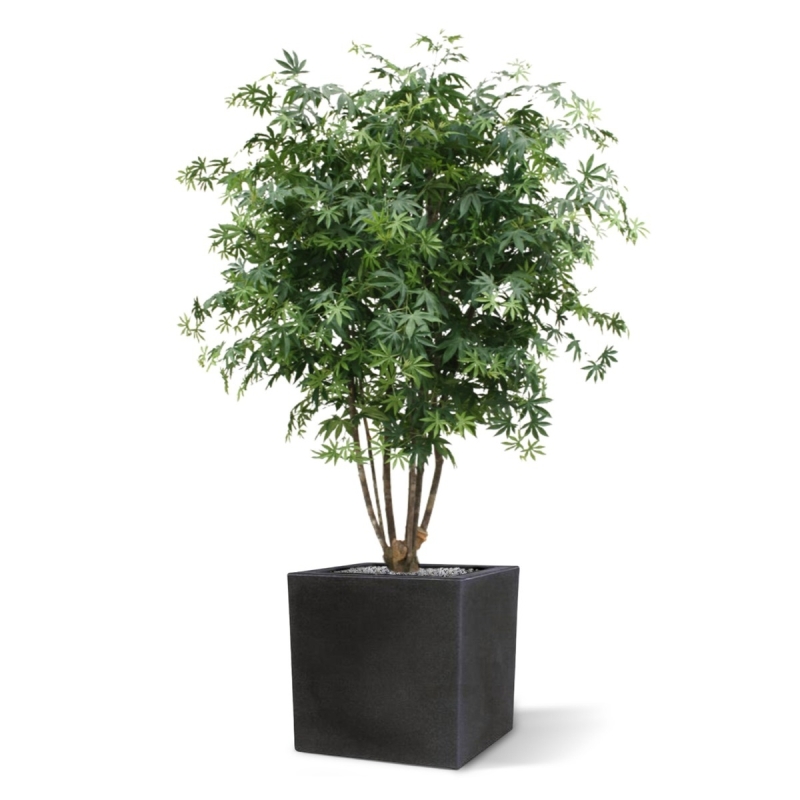 Acer Maple deluxe 165 cm verde
