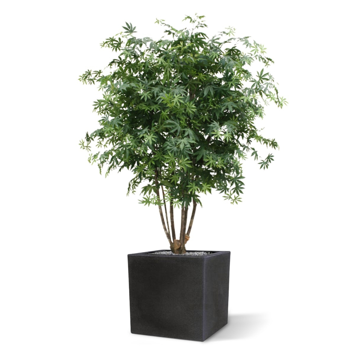 Acer Maple deluxe 165 cm verde