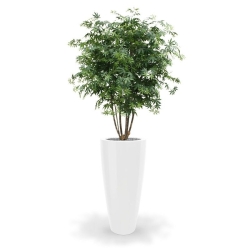 Acer Maple deluxe 165 cm verde