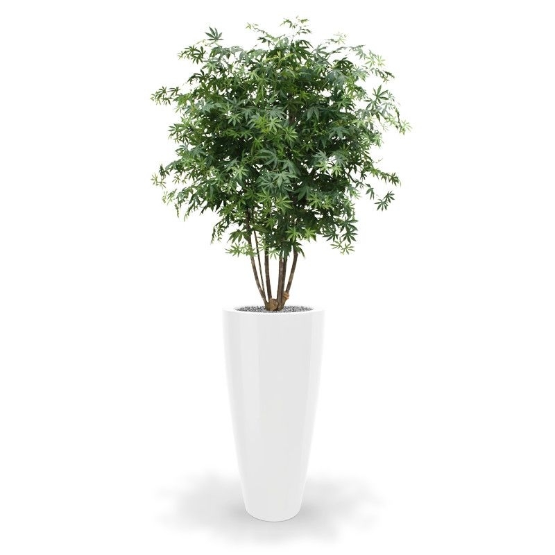 Acer Maple deluxe 165 cm verde