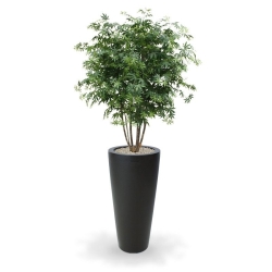 Acer Maple deluxe 165 cm verde