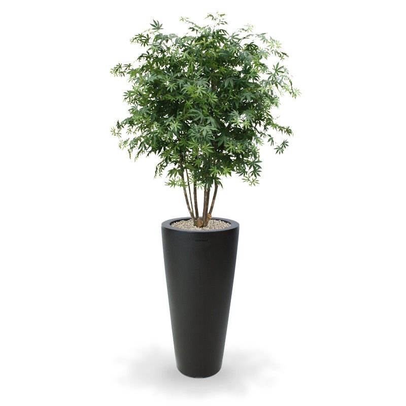 Acer Maple deluxe 165 cm verde
