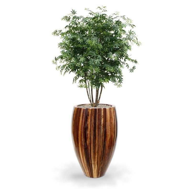 Acer Maple deluxe 165 cm verde