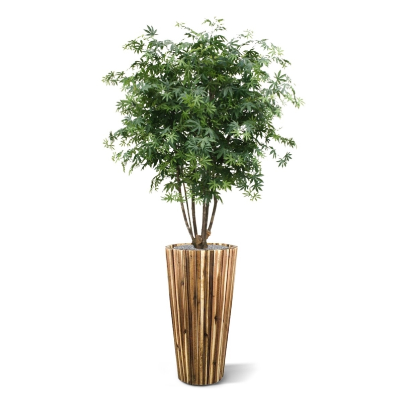 Acer Maple deluxe 165 cm verde