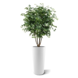 Acer Maple deluxe 165 cm verde
