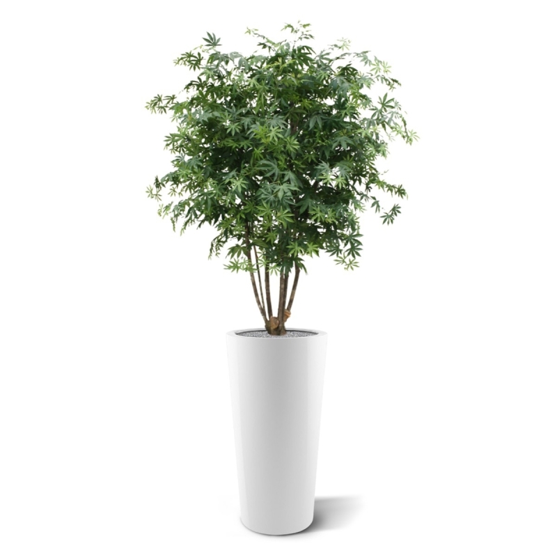 Acer Maple deluxe 165 cm verde