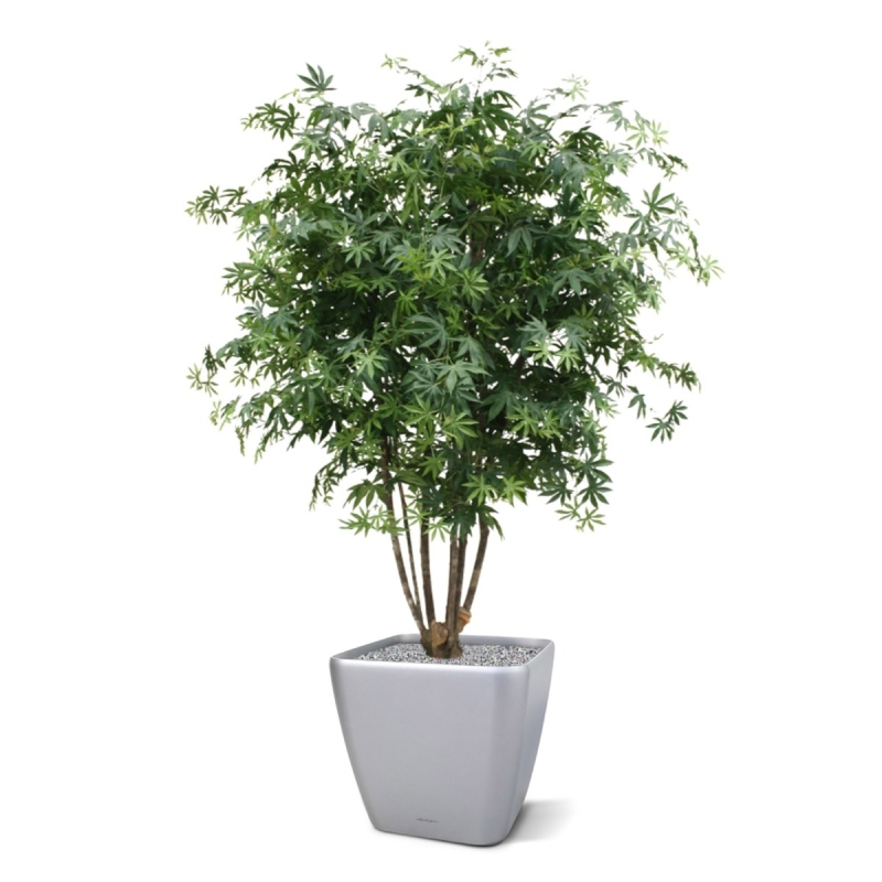 Acer Maple deluxe 165 cm verde