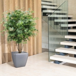 Acer Maple deluxe 165 cm verde