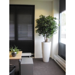 Acer Maple deluxe 165 cm verde
