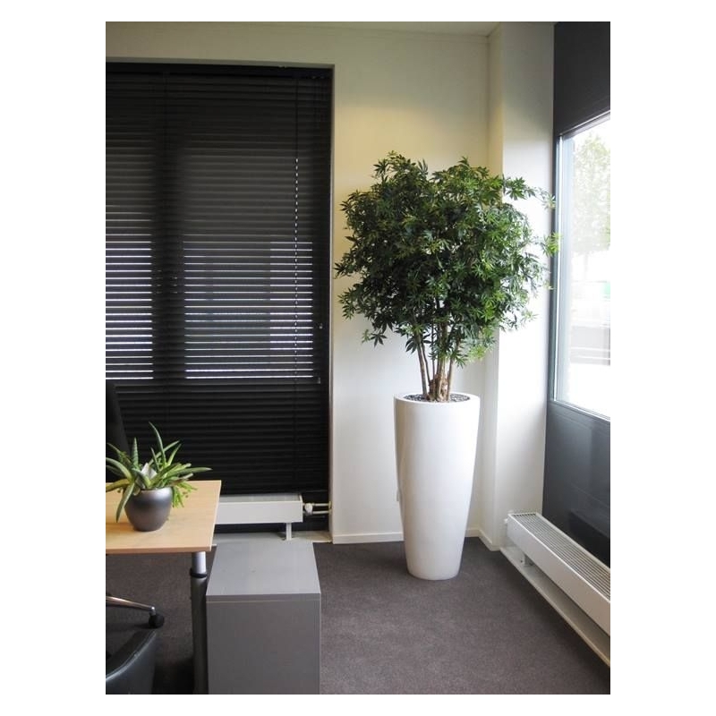 Acer Maple deluxe 165 cm verde
