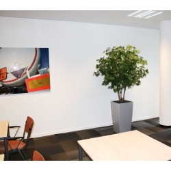 Acer Maple deluxe 165 cm verde