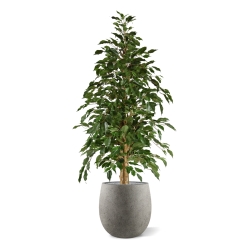 Ficus artificiale Exotica 150 cm