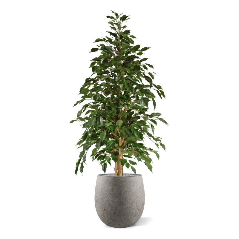 Ficus artificiale Exotica 150 cm