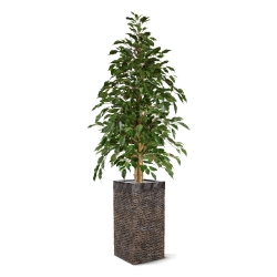 Ficus artificiale Exotica 150 cm