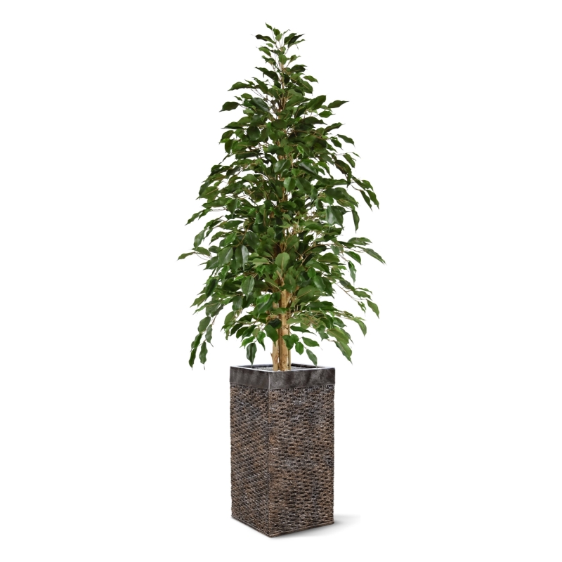 Ficus artificiale Exotica 150 cm