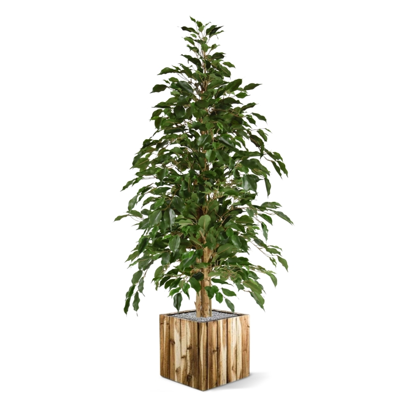 Ficus artificiale Exotica 150 cm