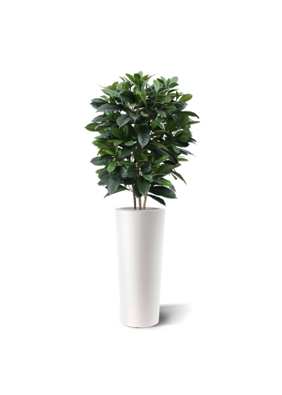 Ficus Cyathistipula deluxe pianta artificiale 120 cm