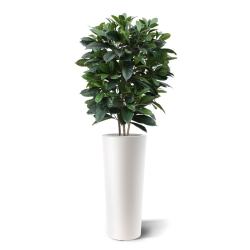 Ficus Cyathistipula deluxe pianta artificiale 120 cm