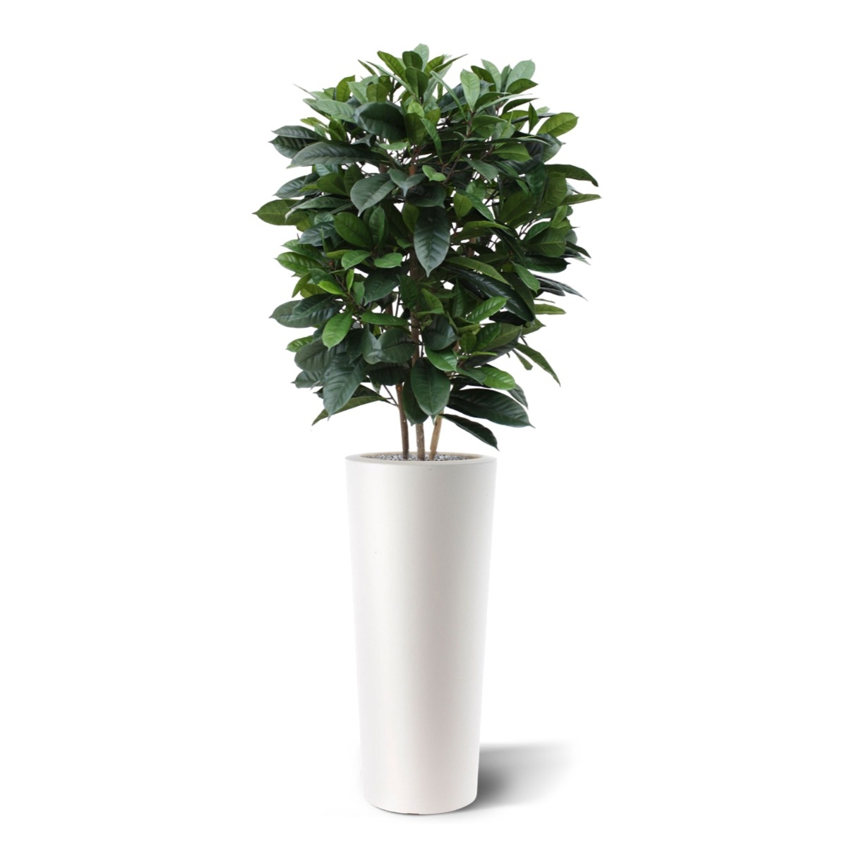 Ficus Cyathistipula deluxe pianta artificiale 120 cm